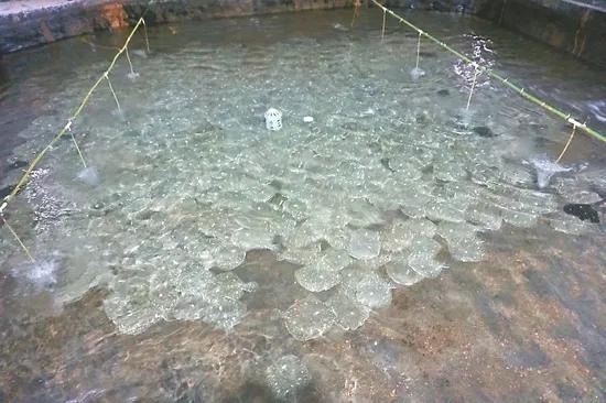 大菱鲆烂身病,大菱鲆起红点是什么病