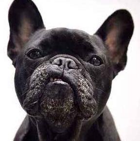 辟谣养狗对小孩不好,辟谣养狗危害