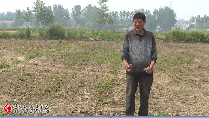 扩散转需！宿城区蔡集镇40吨洋葱滞销，4毛左右都能卖