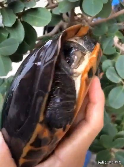 文玩要盘得好包浆请远离四大克星,盘龟壳会玉化包浆后效果视频