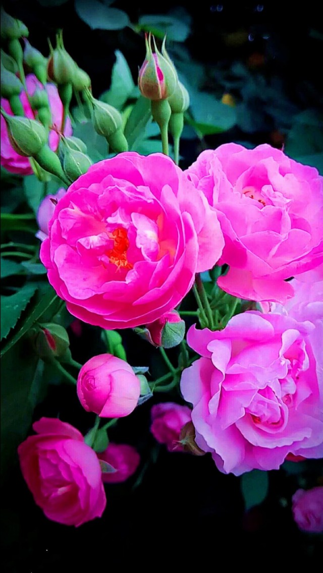 夏天美丽的花,漂亮的花儿开放时间