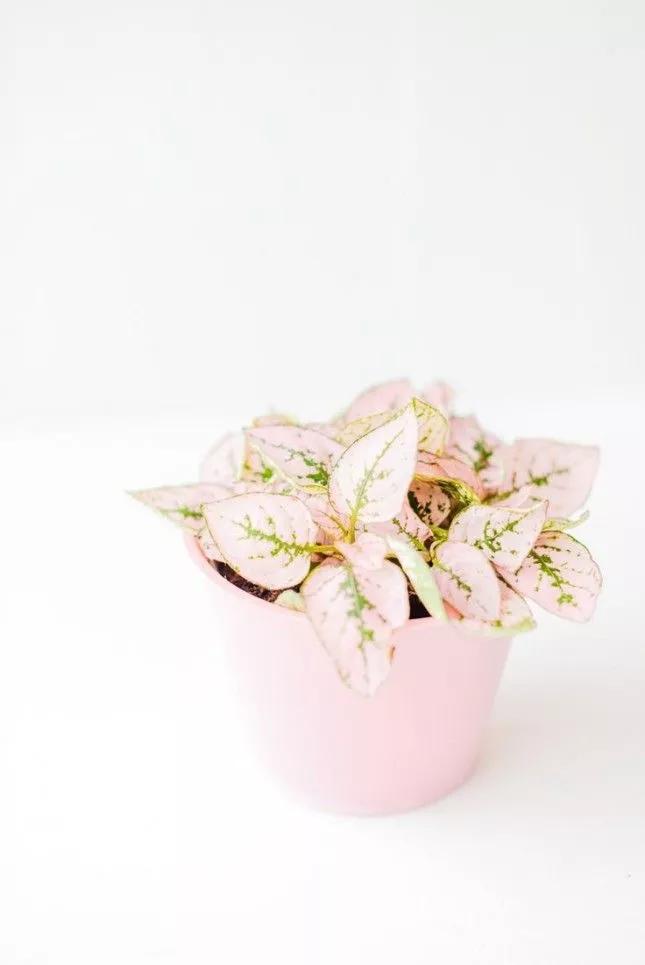 冬天植物被冻坏了怎么抢救,植物冻伤后怎么养