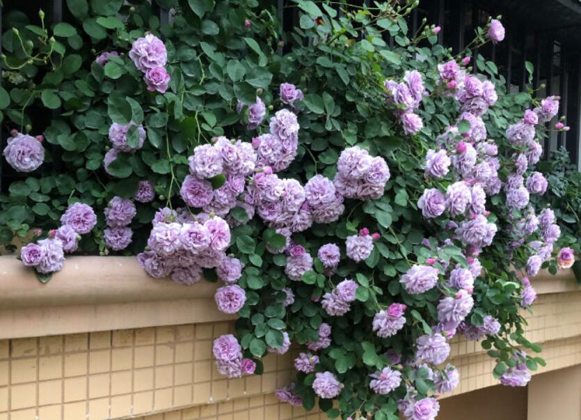 灏忛櫌钘ゆ湰鏈堝,钘ゆ湰鏈堝灏忛櫌