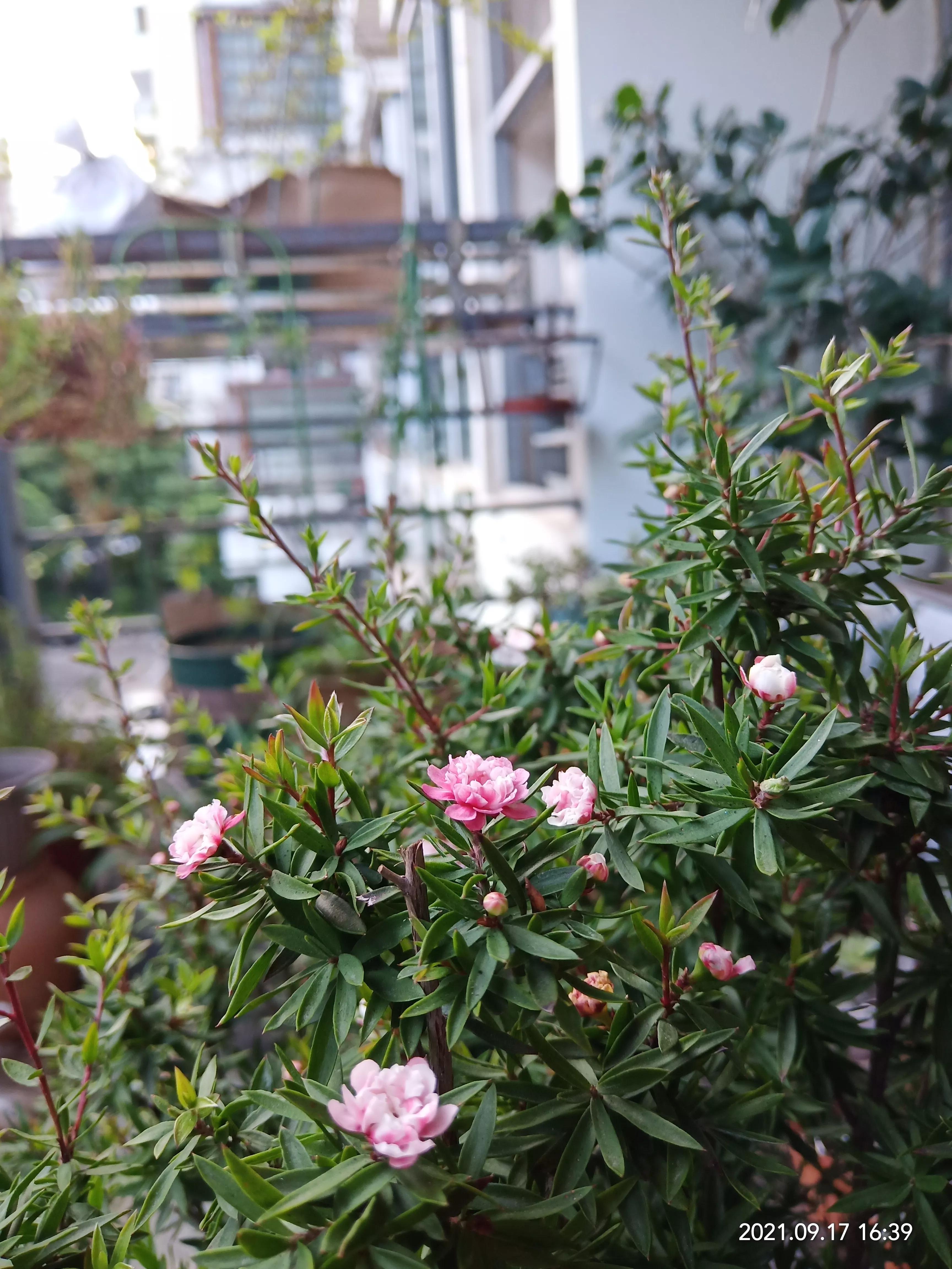 松红梅醒花方法,松红梅催花