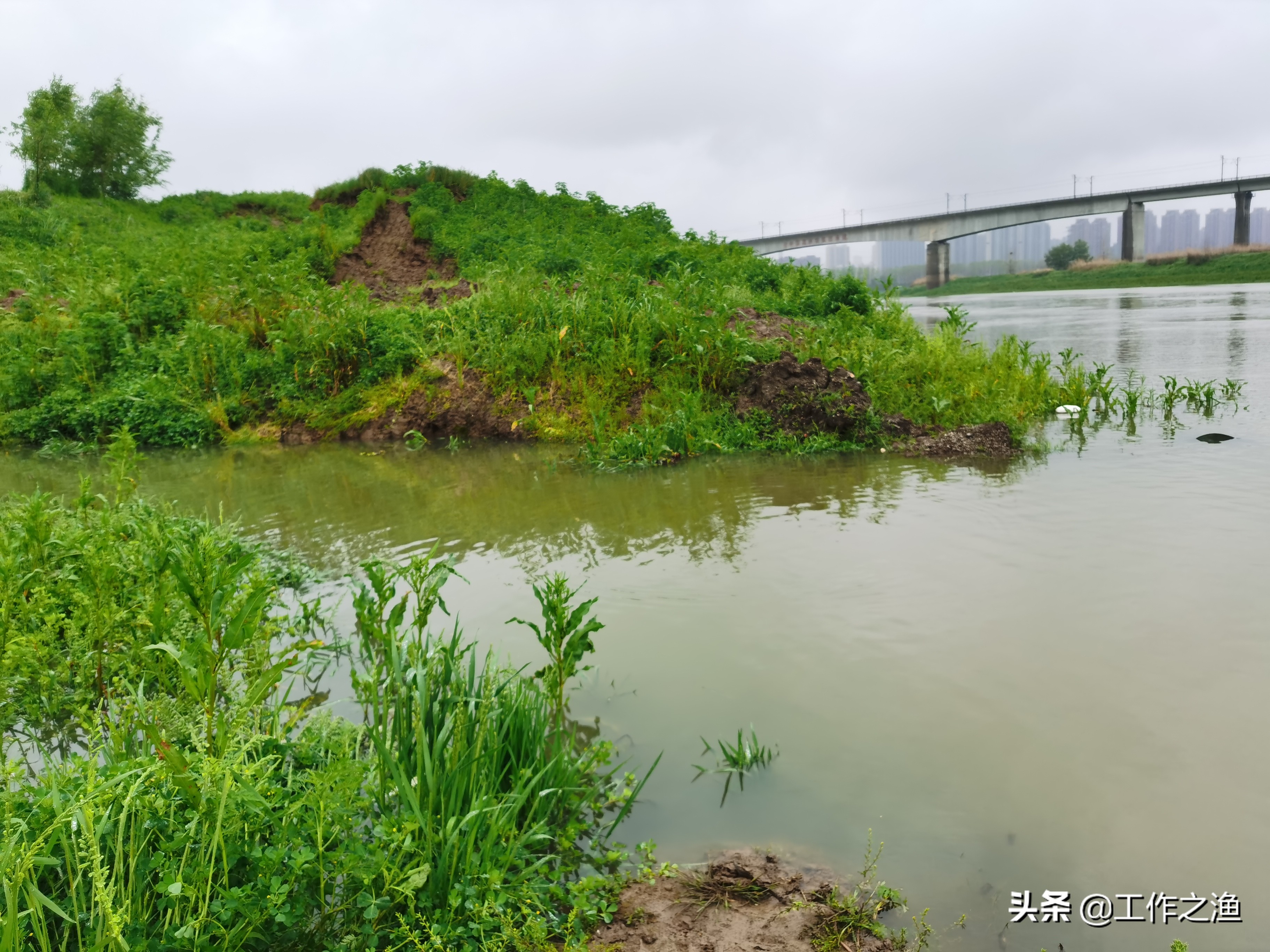 野钓麻将鲫的一些个人小建议,麻将鲫多的地方怎么钓大鲫鱼