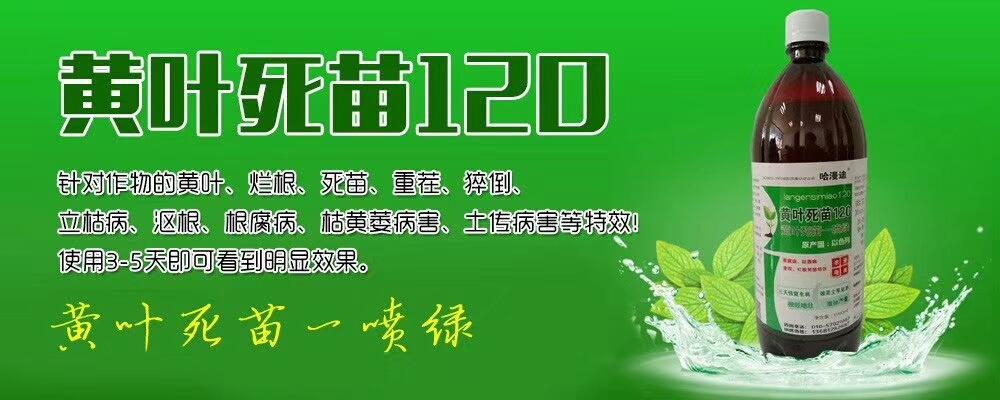 甜瓜烂秧最好治疗方法,甜瓜有烂瓜用什么药