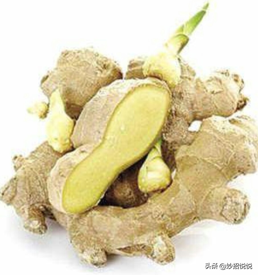 家庭生姜怎样种植最好吃,生活小妙招生姜怎么种植