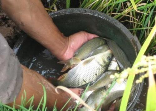稻田养鱼的意义和作用,稻田养鱼违法吗