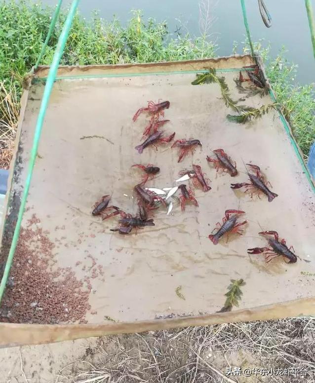 池塘养殖小龙虾高产技术要求,小龙虾养殖塘口全年养殖过程