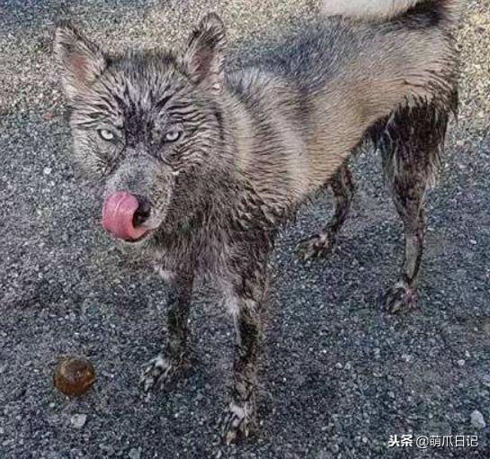 养狗是养哈士奇好还是养萨摩耶好,农村养狗也要当宠物养吗