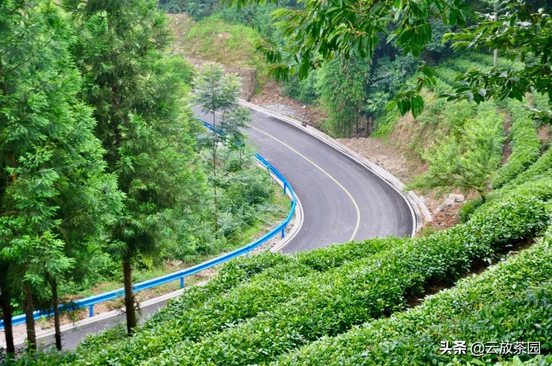 云放茶园深度解析,云放茶园最新视频