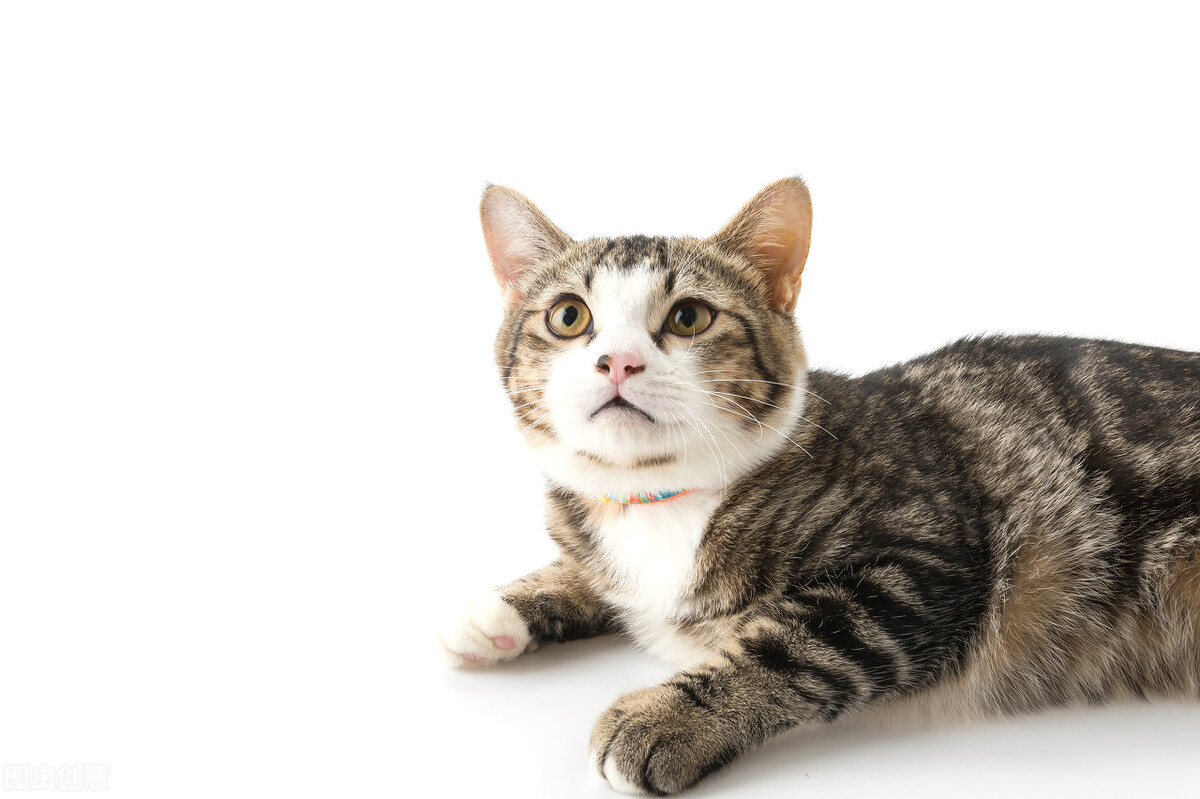 小学英语教学论文视频,绘本教学方法的创新途径探讨论文