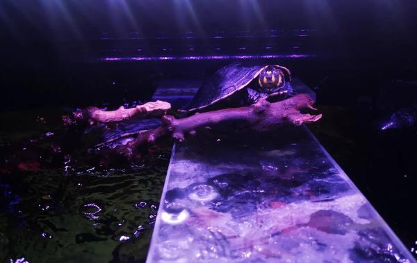 黄头龟在鱼缸里养需要晒背吗,黄头龟在水族箱怎么养