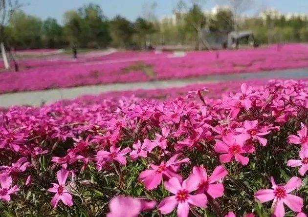 去看万紫千红的花海,五一近郊赏花去看缤纷七彩花田