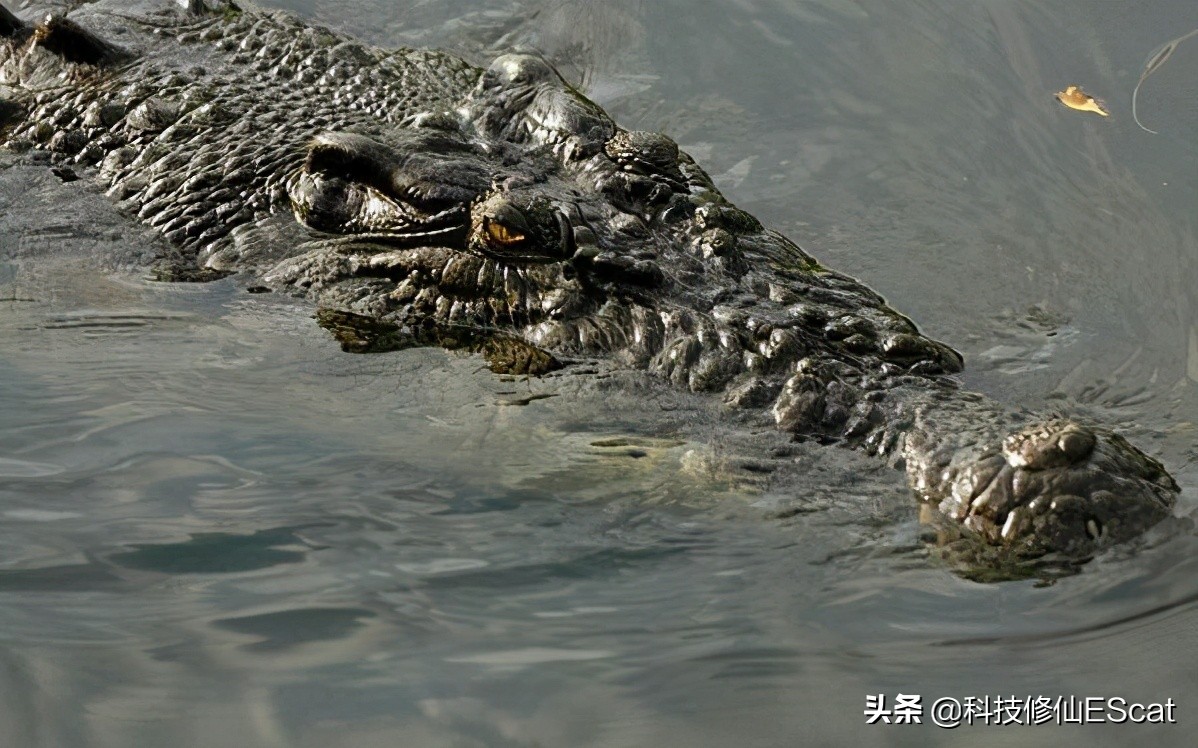 俄罗斯猎杀巨型鳄鱼,俄罗斯的动物有尊严吗
