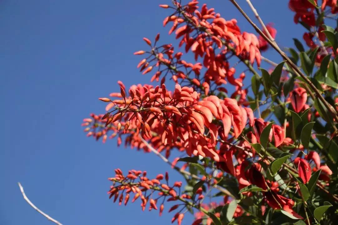 凉山最漂亮的花海,西昌赏花攻略