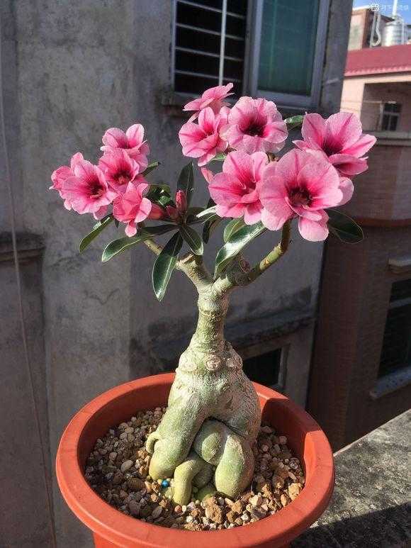 人养花一时养人一生,人养花同时花也养人