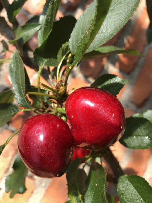 大樱桃和车厘子是一个品种吗,大樱桃为什么叫车厘子