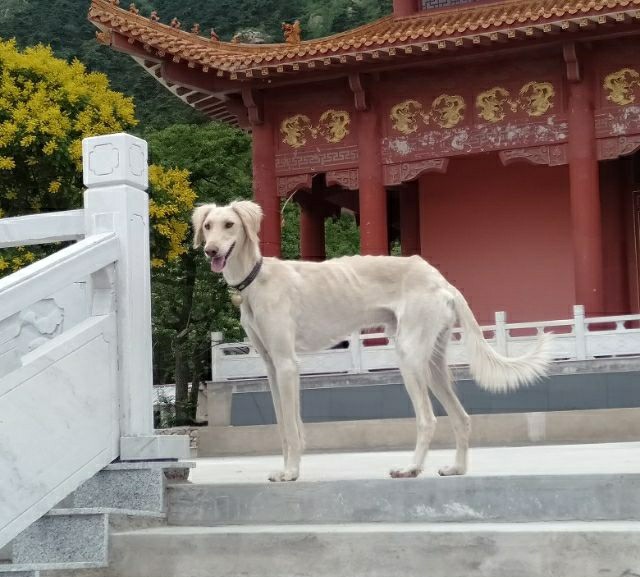 中国比较凶猛的犬,中国被公认的最凶猛的犬