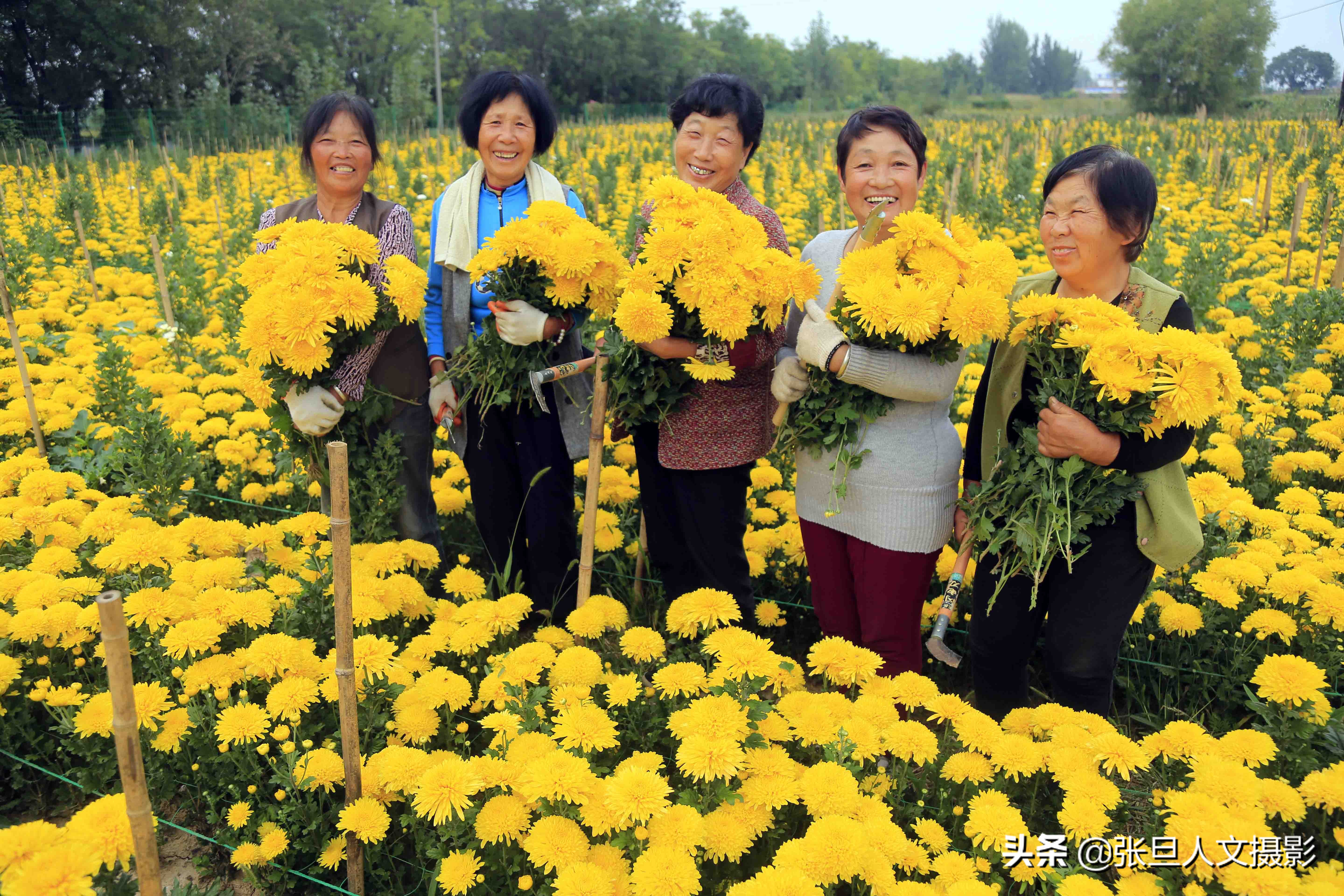 自家200多亩菊花种植基地,菊花种植一亩真实利润山西