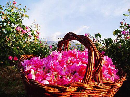 保加利亚玫瑰纯露官方旗舰店,保加利亚玫瑰介绍