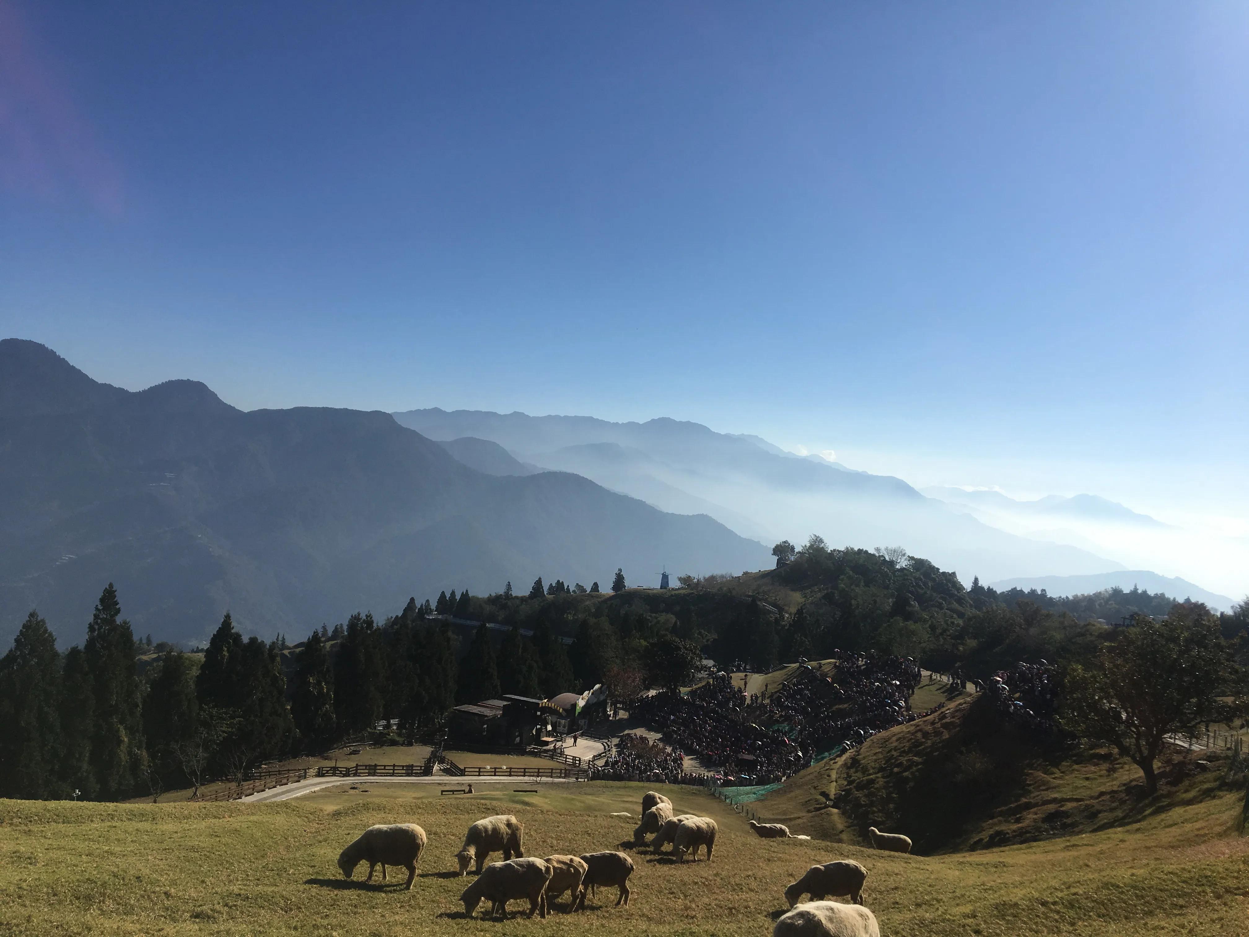台湾篇之清境农场的樱花