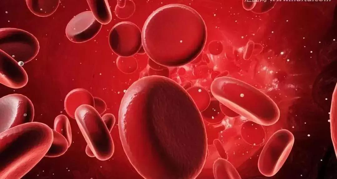 狗狗减脂狗粮怎么吃比较好,狗狗冻干主食狗粮怎么吃