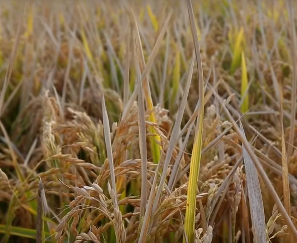 越南出口大米涨价,越南大米出口出现的问题