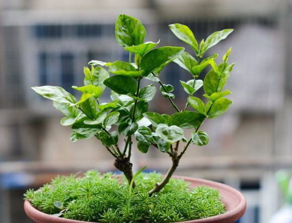 花肥只是辅助作用,花肥用有机肥好吗