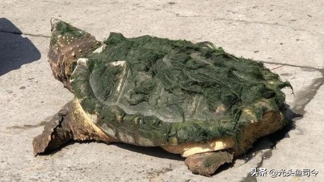 44斤重、1米多长，浑身长满青苔的“巨龟”，为何现身四川岷江？