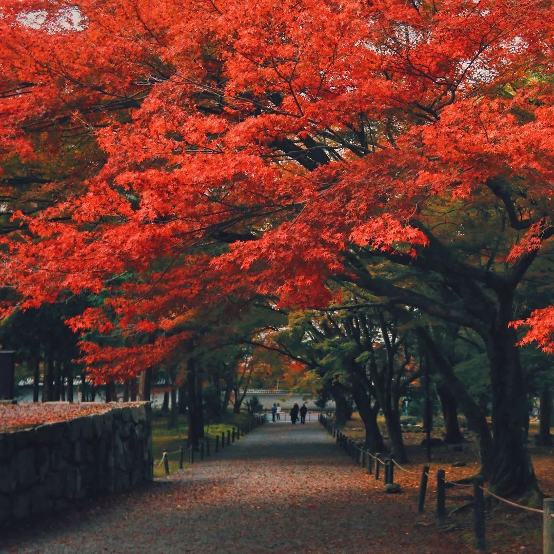 停车坐爱枫林晚风景,停车坐爱枫林晚季节