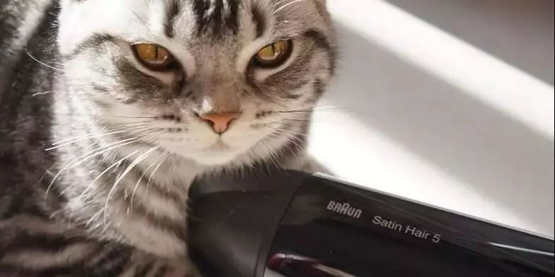 多久给猫咪洗一次澡猫咪洗澡攻略,猫咪一年洗两次澡