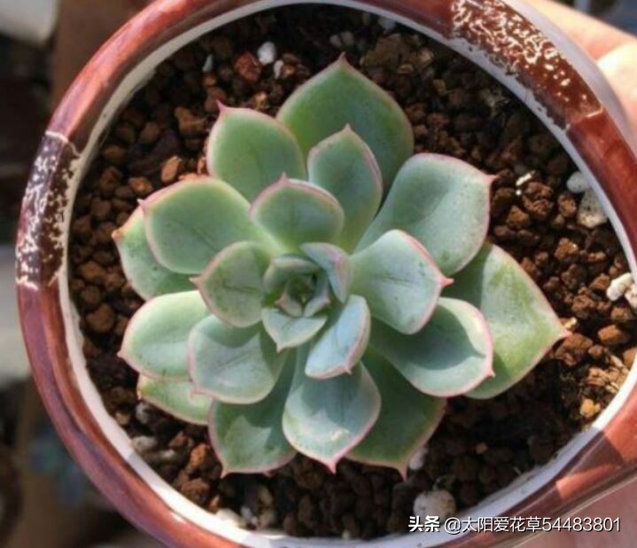 月亮仙子多肉不晒太阳可以吗,多肉月亮仙子能耐几度低温