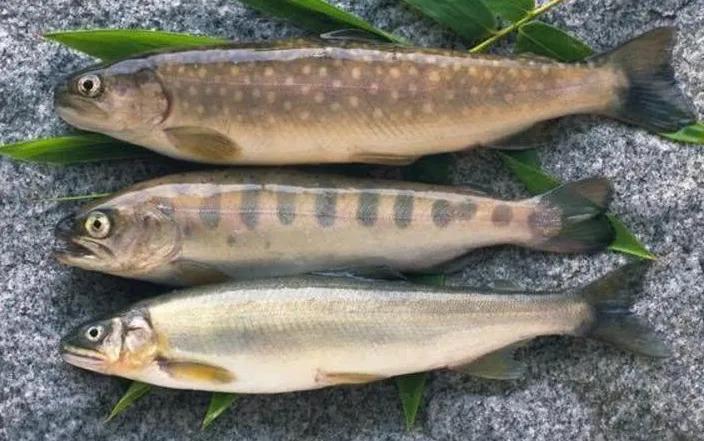 公认最好吃的10种淡水鱼,公认好吃淡水鱼有哪些种类