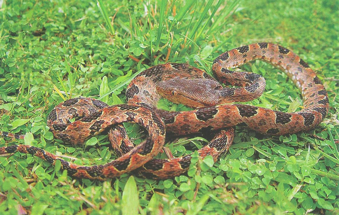 有毒蛇的地方长什么草,有毒蛇和无毒蛇咬的伤口区别
