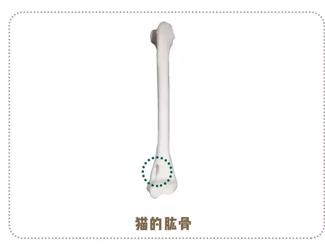 猫咪狗狗骨折了怎么办？扒一扒宠物“骨子里”的那些事