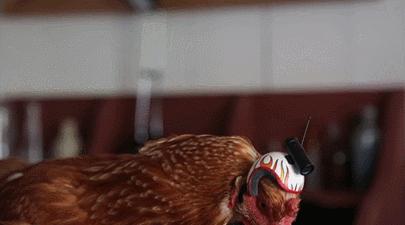 拿鸡当摄像机,拿鸡当摄像头