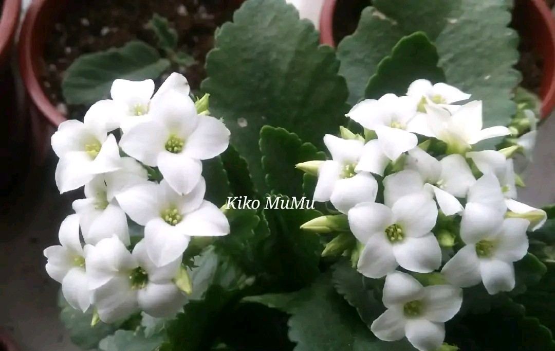 单瓣长寿花品种大全图,长寿花单瓣最好看的品种