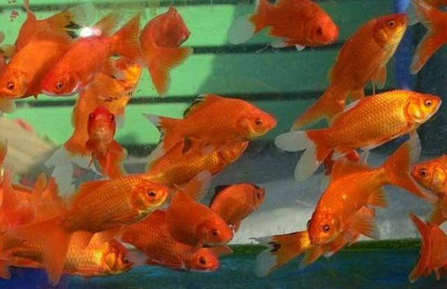 推荐几种好饲养的观赏鱼,精心挑选6种最容易饲养的观赏鱼