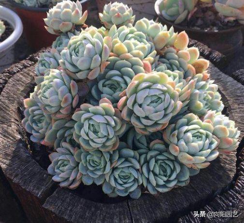 多肉养不好,多肉精养怎么控