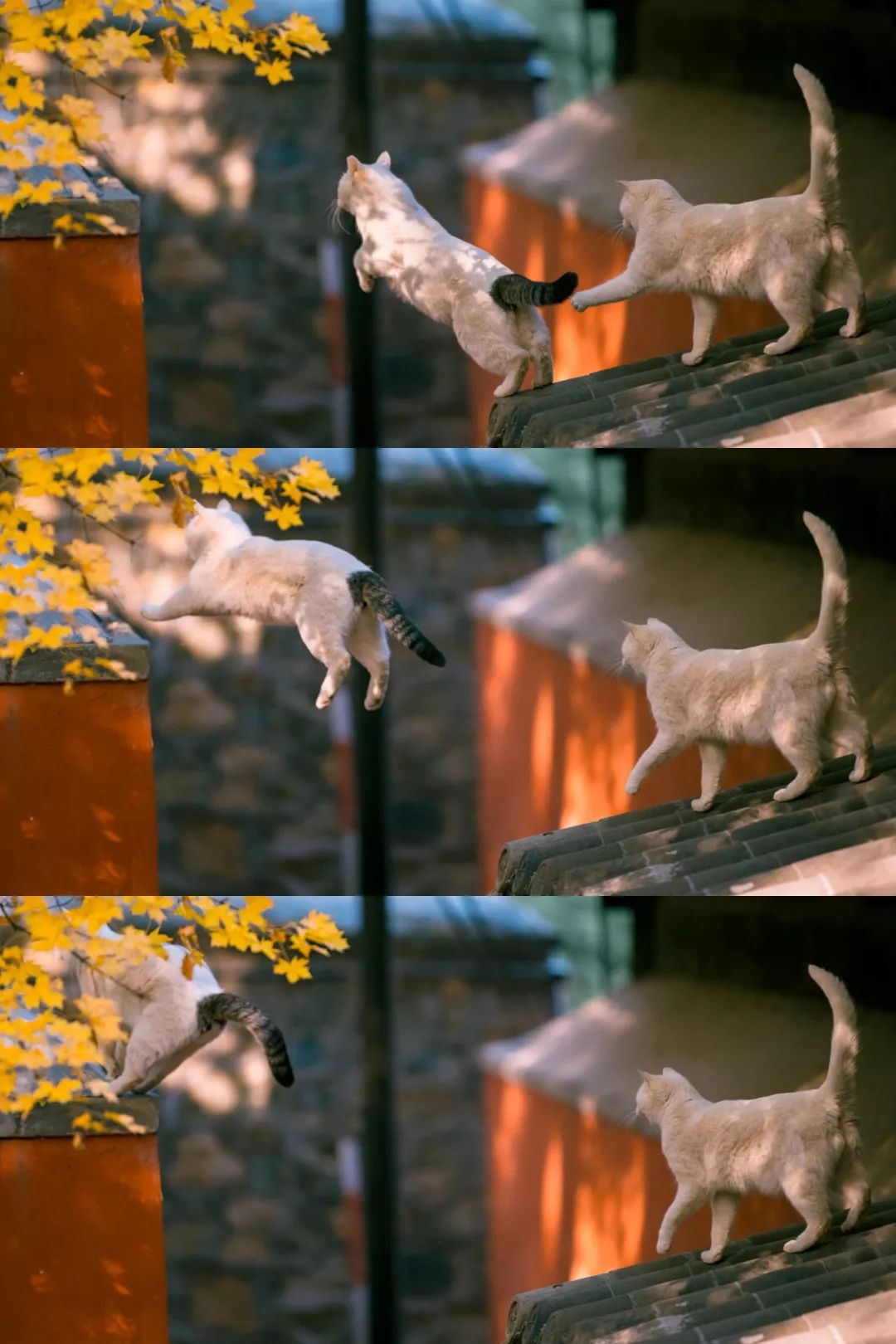 大觉寺里面的猫,大觉寺秋色