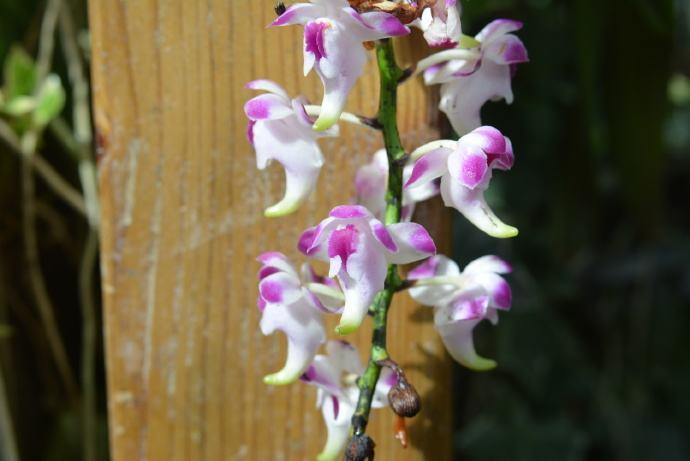 哪种兰花最名贵开花最好看,什么样的兰花品种开花好看又香