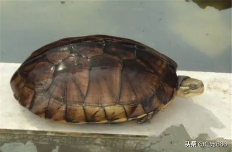 如何预防乌龟身上的细菌感染人,怎样预防乌龟龟甲真菌感染