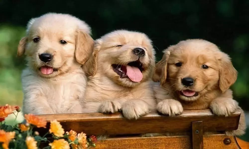 动物吃自己粪便原因,为什么动物吃掉粪便