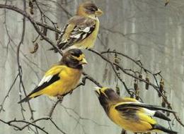 椋鸟怎么喂才能活下来,黄鹂鸟的驯养