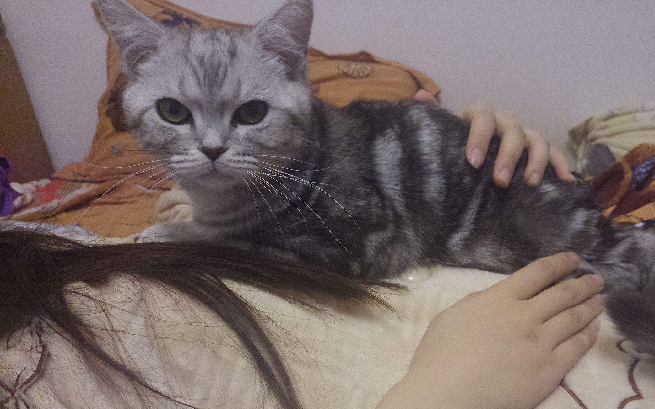 猫咪总是不消化怎么办,猫咪总是吃不饱是怎么回事