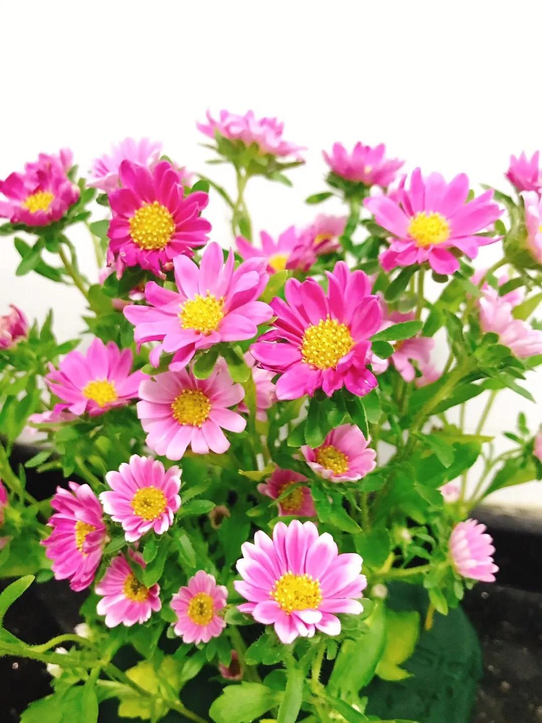 家庭教育心理咨询过程包括,心理咨询技术对话过程