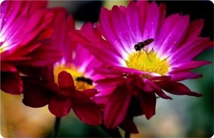 菊花100幅欣赏,菊花的十大绝美诗句