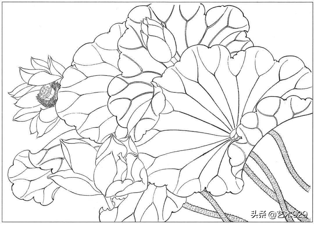 余稚荷花蜻蜓图高清白描底稿,白描荷花勾线方法讲解视频