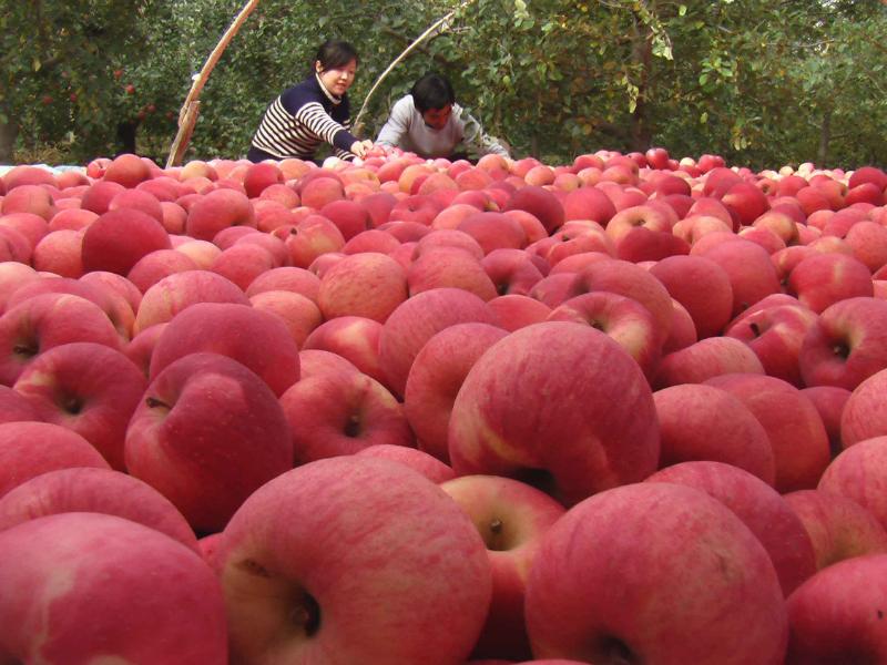 应季水果才能吃得更健康更安全,新鲜应季水果多种吃法